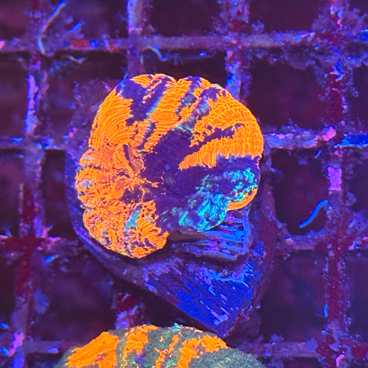 Warpaint Scoly / Scolymia