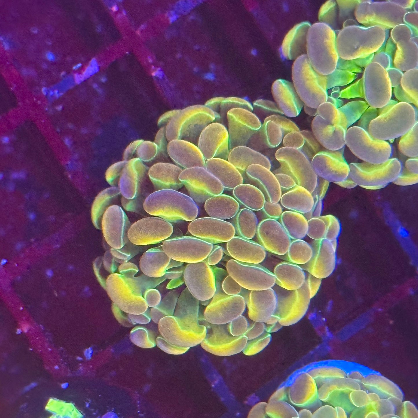 Hammer Coral - True Hologram
