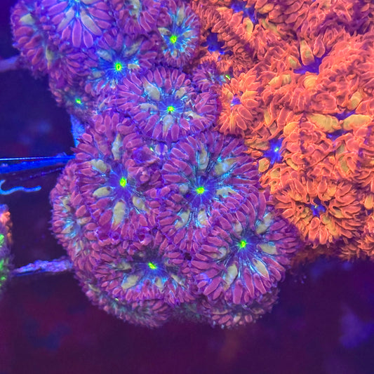 Purple Blasto Merletti