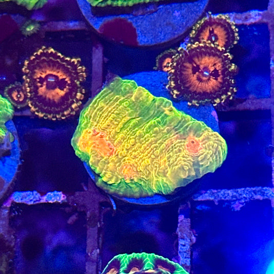 OG Mummy Eye Chalice