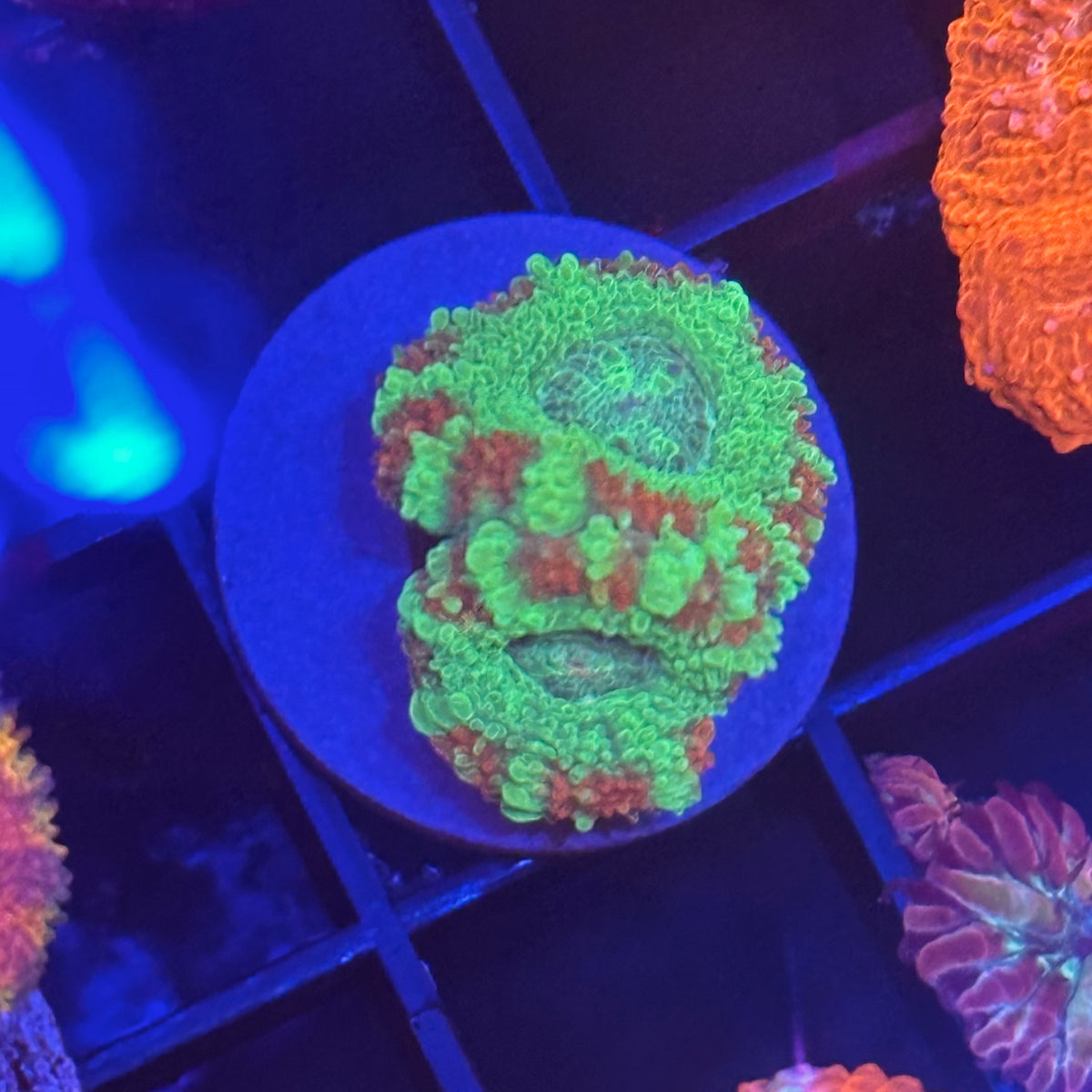Islander Corals Grinch Acan