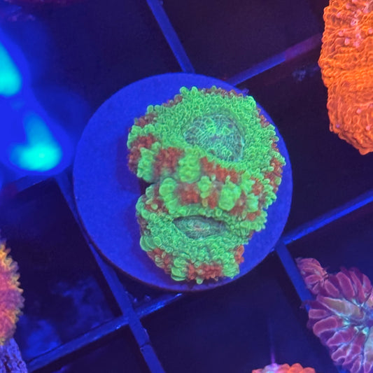 Islander Corals Grinch Acan