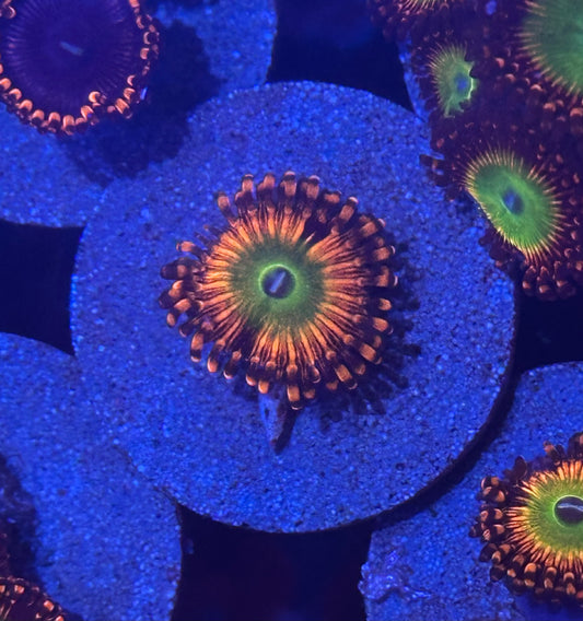 Bowser Zoa / Zoanthid