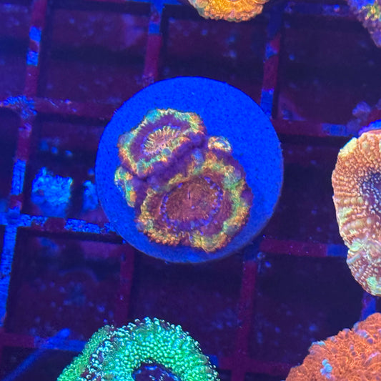 Islander Corals Phantom Rainbow Acan