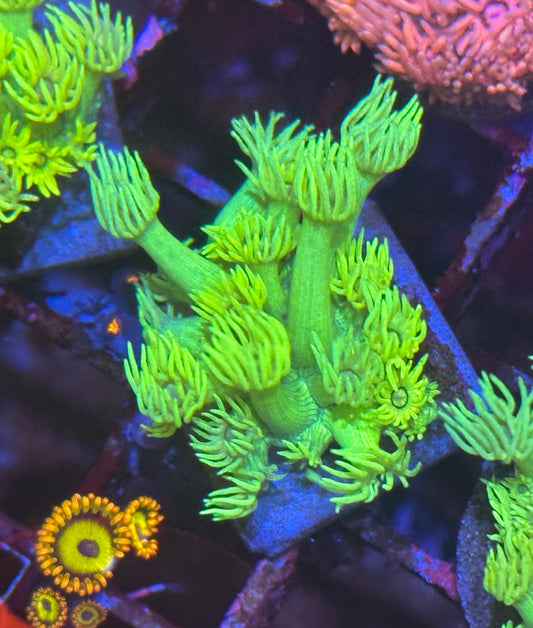 Goniopora / Goni - Highlighter