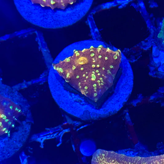 Goldmeister Chalice Coral