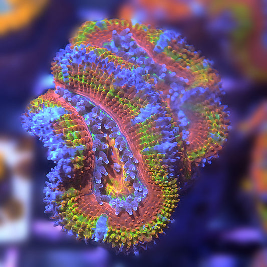 Islander Corals Bigshow Rainbow Acan