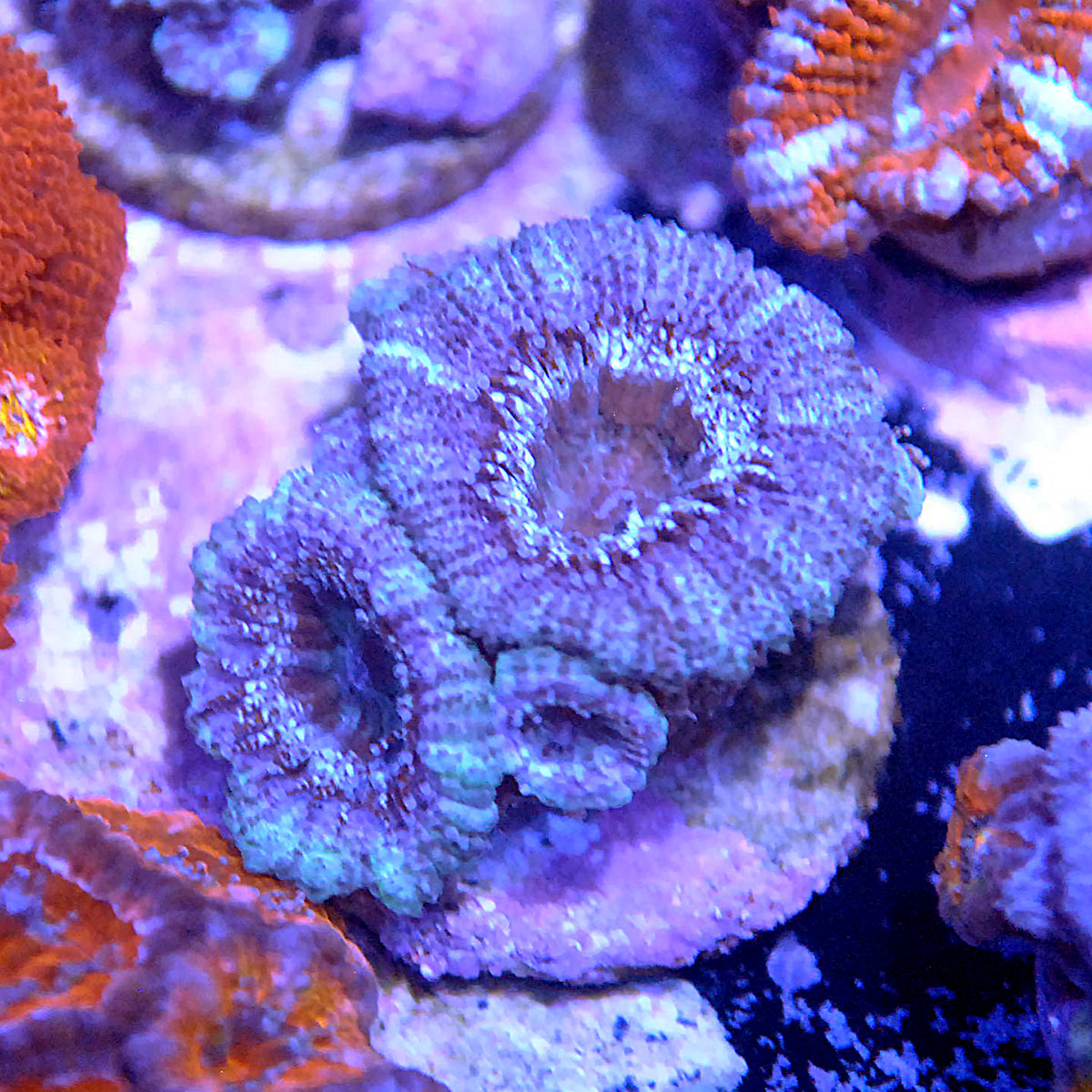 Islander Corals Barney Rainbow Acan