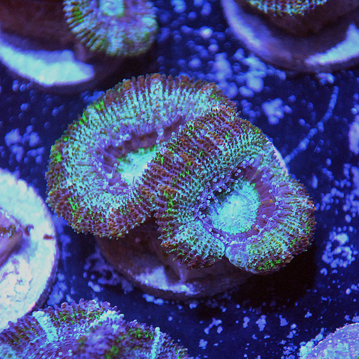 Islander Corals Snake Eyes Acan