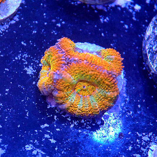 Islander Corals Online Coral Shop