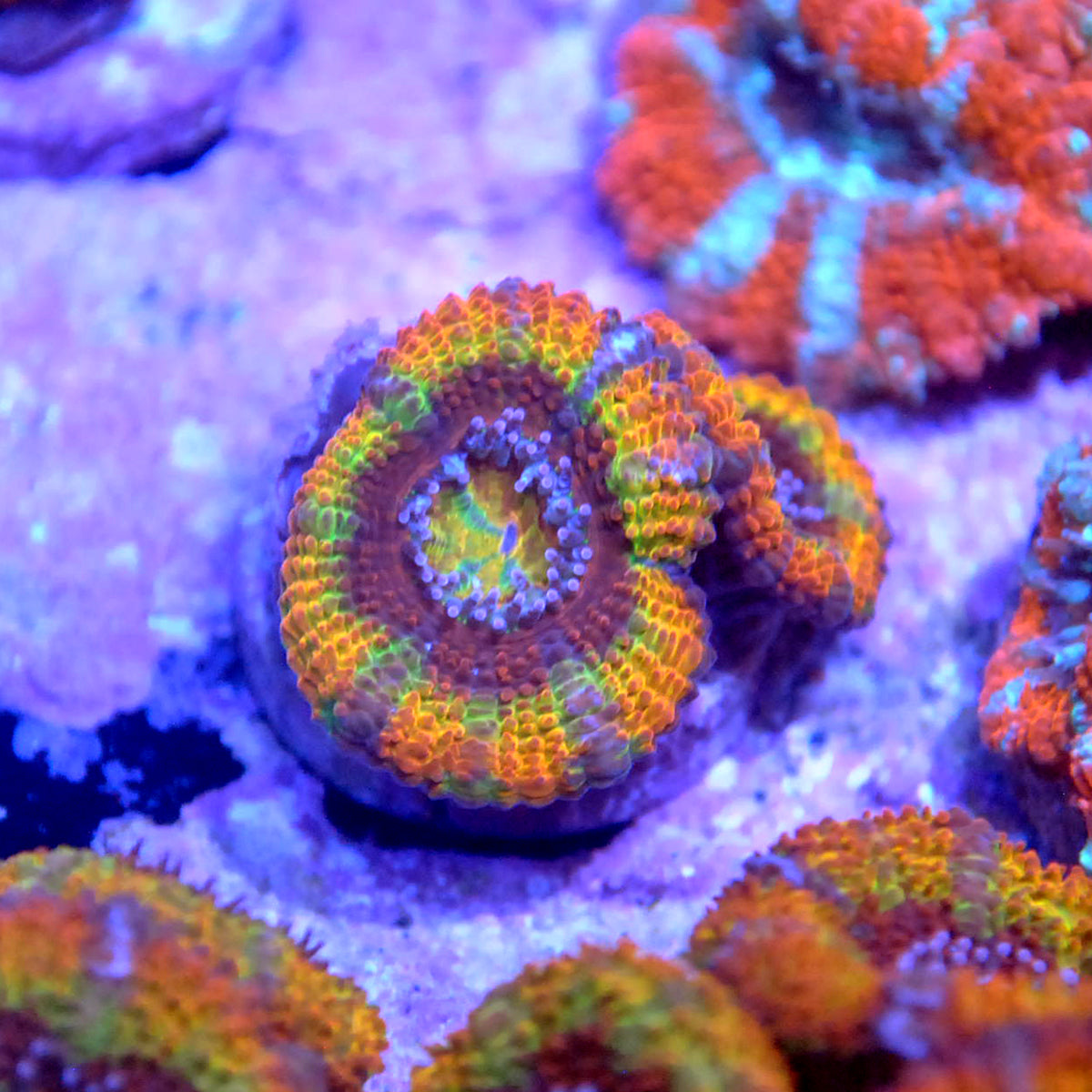 Islander Corals Signature Rainbow Acan