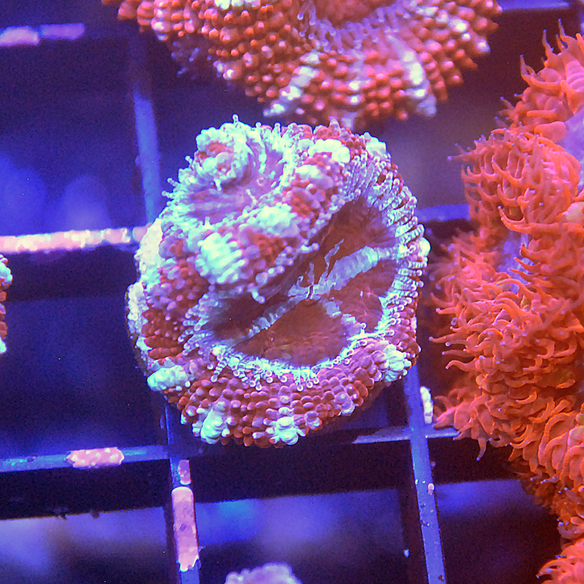 Islander Corals Victoria Rainbow Acan