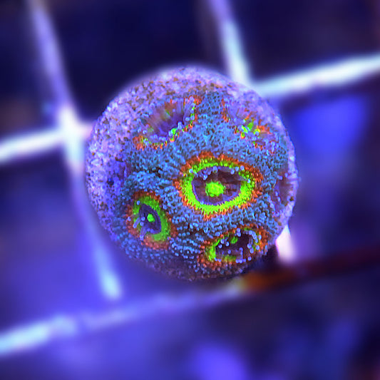 Fruitloops Micromussa Acan