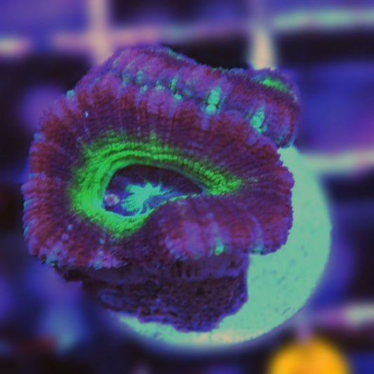 Asian Acan