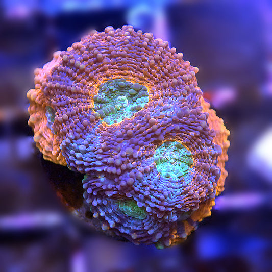 Islander Corals Rainbow Echinata