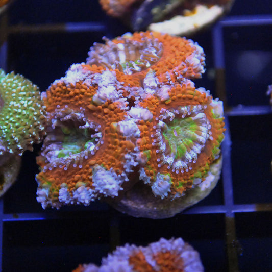Islander Corals Showstopper Rainbow Acan