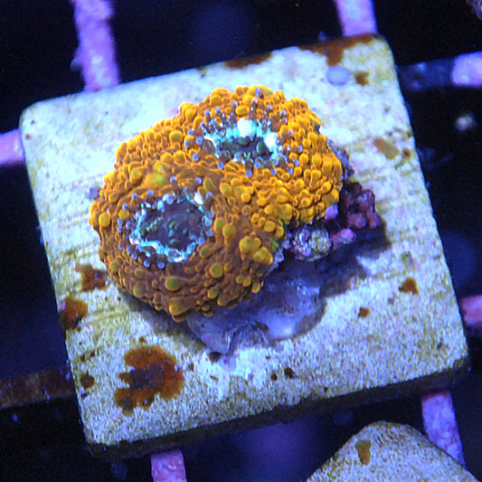 Islander Corals Agent Orange Acan Echinata