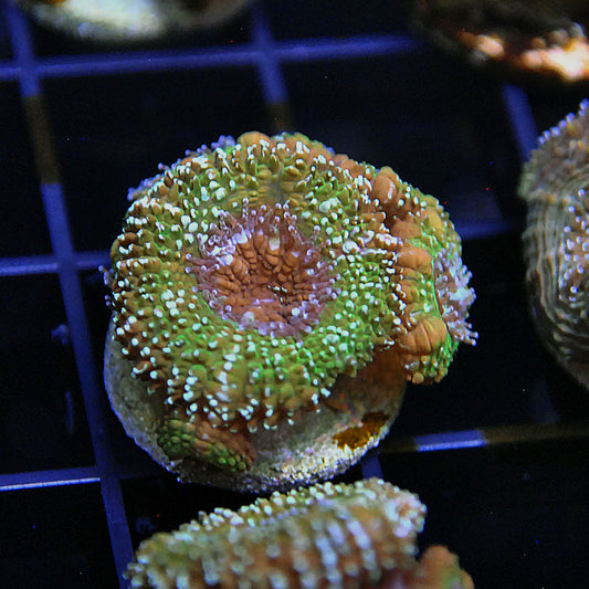Islander Corals Mossy Glitter Acan