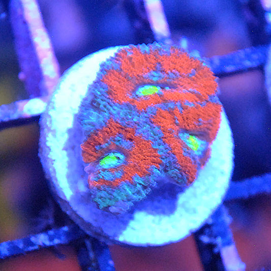Islander Corals Red Wing Micromussa Acan