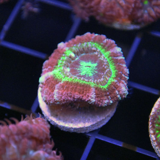 Juggernaut Acan