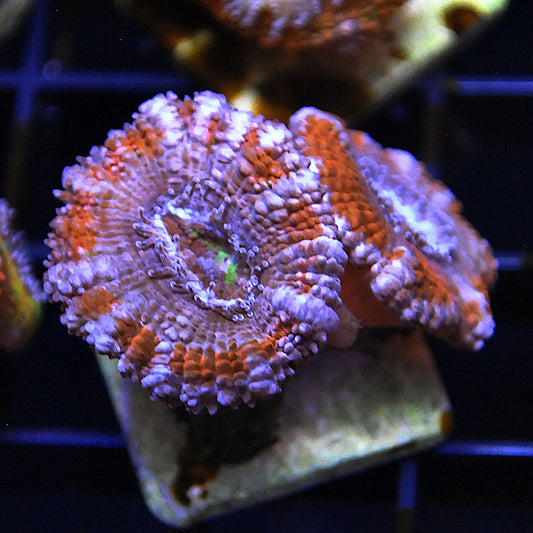 Islander Corals Prospect Acan