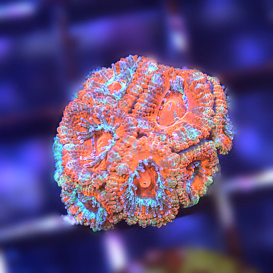 Islander Corals Sunburst Acan