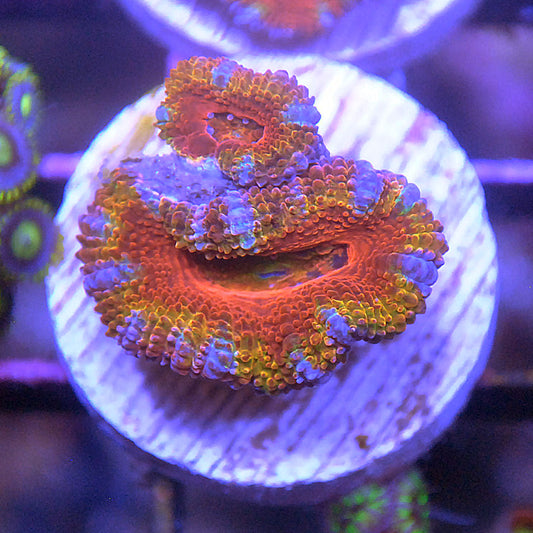 Islander Corals Circus Rainbow Acan