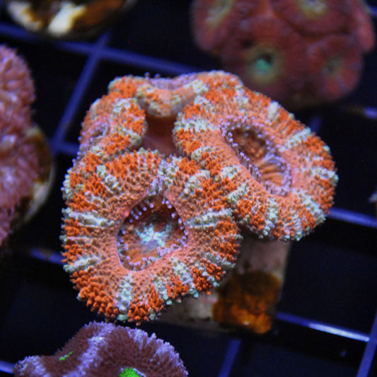 Islander Corals Joyride Acan