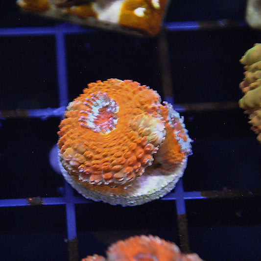 Islander Corals Tequila Sunrise Acan