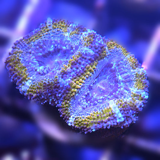 Islander Corals Lakers Acan