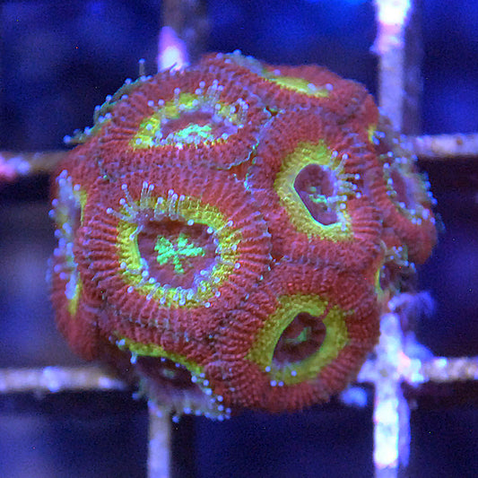 Ruby Rose Micromussa Acan