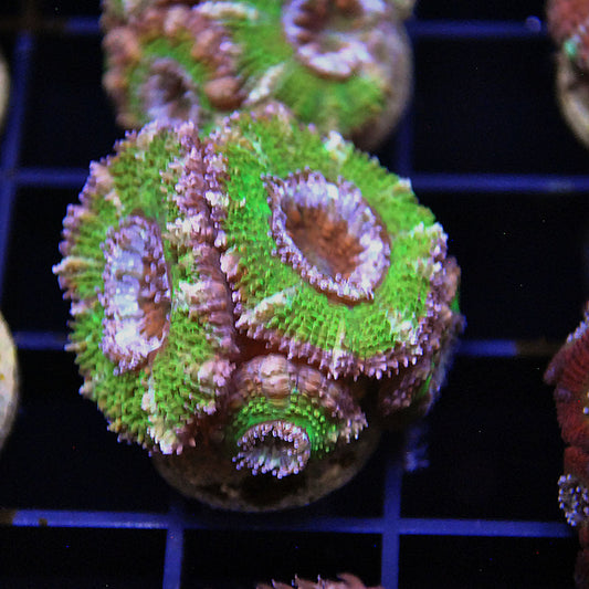 Islander Corals Kryptonite Acan