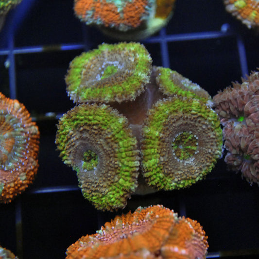Islander Corals Yellow Jacket Acan