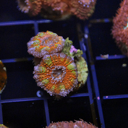 Islander Corals Hot Pockets Rainbow Acan