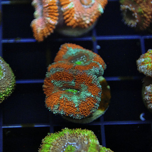 Islander Corals Red Wing Micromussa Acan