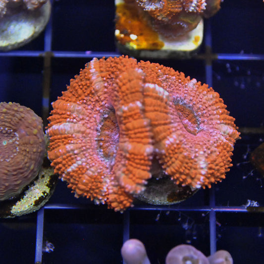 Sunburst Acan