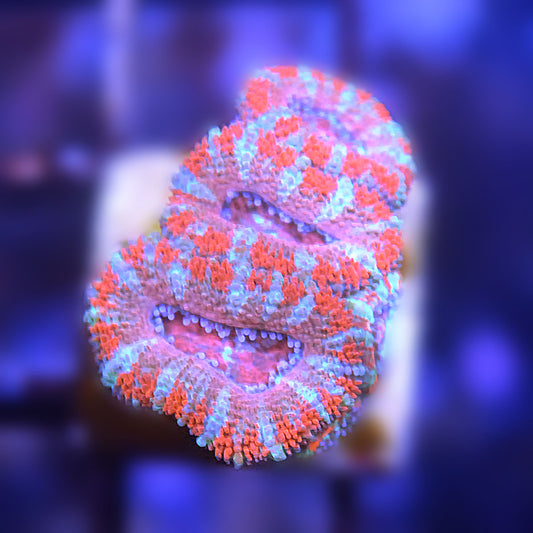 Islander Corals Joyride Acan