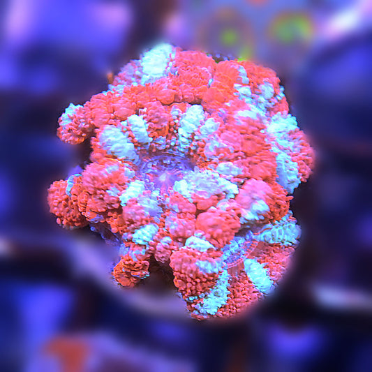Islander Corals Tokyo Blossoms Acan