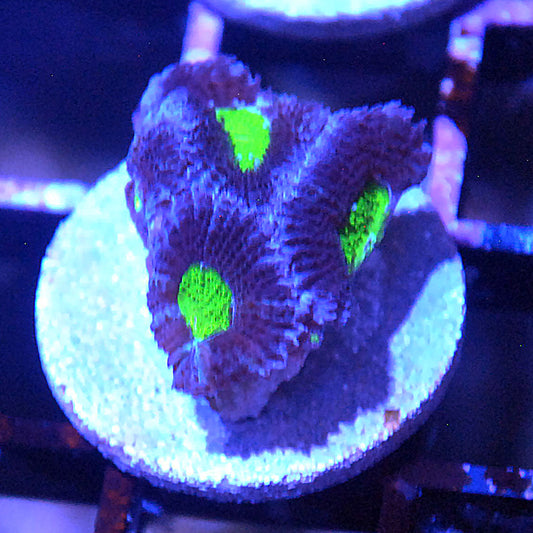 Islander Corals Alien Eyes Micromussa Acan