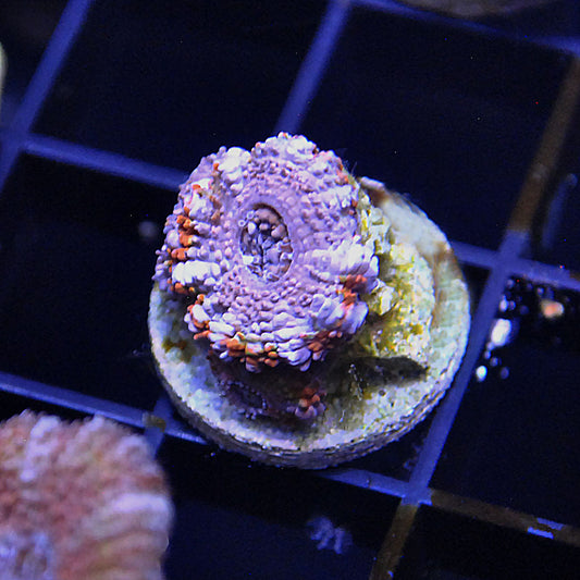 Islander Corals Purple Monster Rainbow Acan