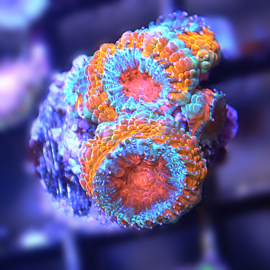 Islander Corals Tequila Sunrise Acan