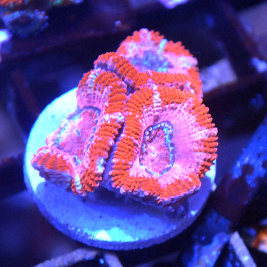 Sunburst Acan