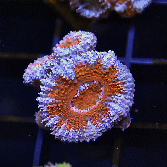 Islander Corals Spiderman Acan