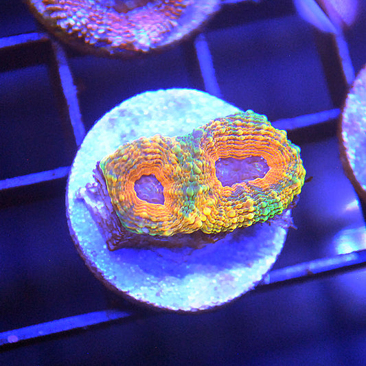 Islander Corals Hallucination Rainbow Echinata