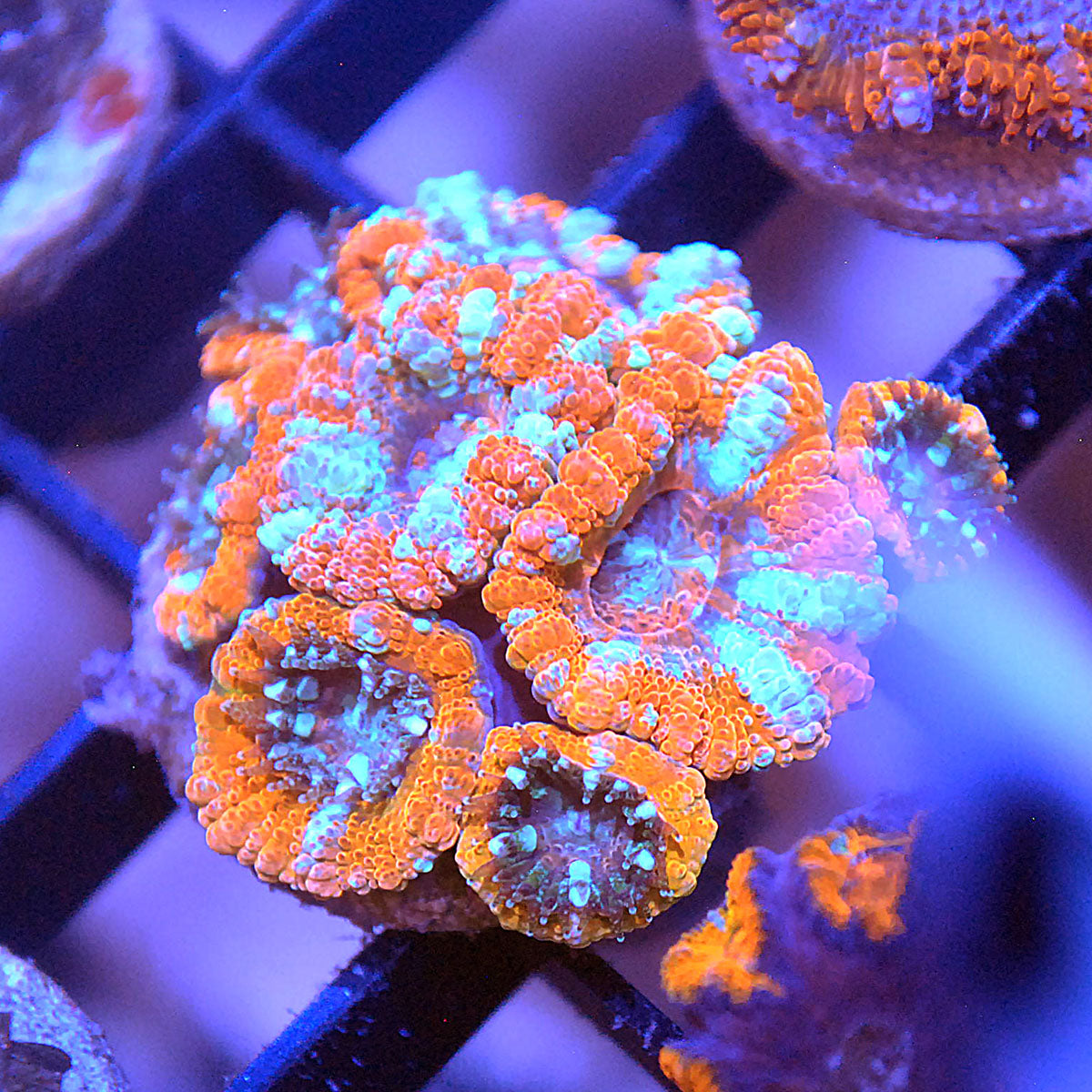 Islander Corals Orange Monster Acan