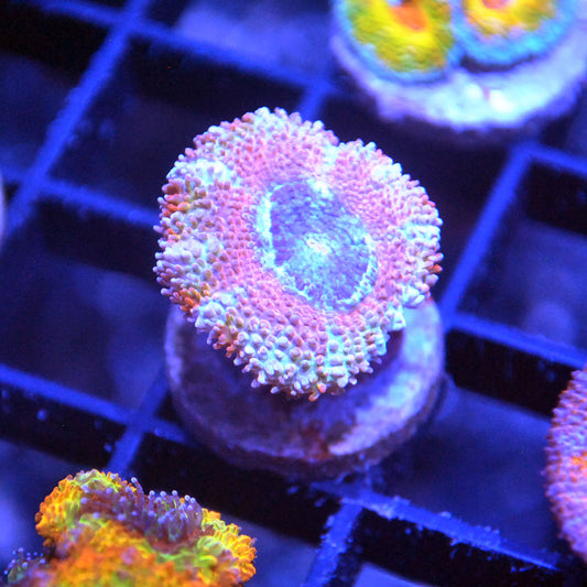 Islander Corals Sweet Tooth Rainbow Acan