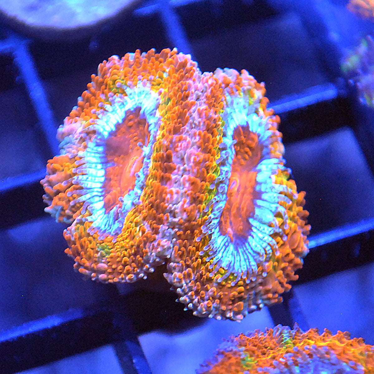 Islander Corals Ghostrider Acan