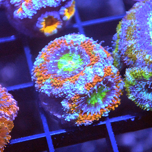 Islander Corals Shortcake Rainbow Acan