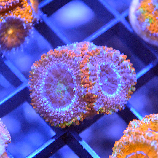 Islander Corals Purple Monster Rainbow Acan