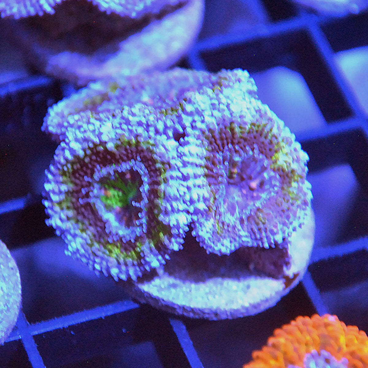 Islander Corals Blue Label Rainbow Acan